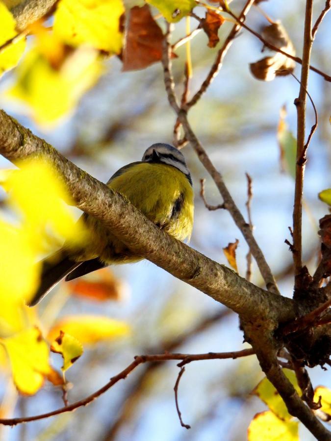 La Casa Del Naturalista El Bosque Εξωτερικό φωτογραφία